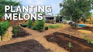 Planting Watermelons and Cantaloupes