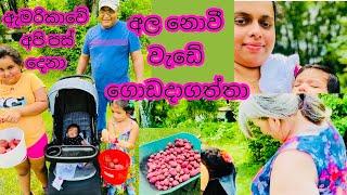 American Village Life  lifestyle  හිටවද්දි බන්ඩියේ හිටපු චුටි මැණික Family time  USA