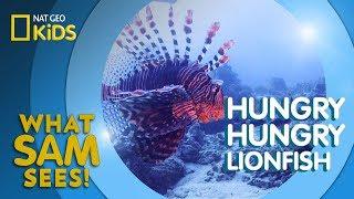 Hungry Hungry Lionfish  What Sam Sees