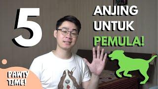 5 Anjing Terbaik Untuk Pemula  Jenis-jenis Anjing dengan Perawatan yang Mudah