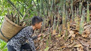 How to harvest bamboo shoots for sale. Orphan boy Nams joy when he has money to buy rice