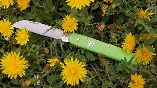 Вызывает вопросы к Victorinox нож Victorinox EcoLine Floral 3.9050.47B1