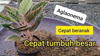 Ganti media dengan Joss Gemuk Sehat supaya cepat beranak dan tumbuh besar#aglaonema