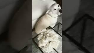 Dog farts and shakes butt