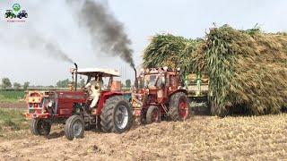 Tractor Stunt MF 385 Belarus 510 Pulling Heaviest loaded Trailer Field to Road