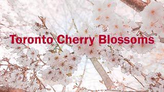 Torontos Spectacular Cherry Blossom Bloom 多倫多櫻花盛開 #sakura #cherryblossom #toronto