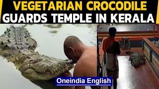 Kerala Meet Babiya a vegetarian crocodile who lives in the temple pond & loves riceOneindia News