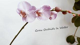 How To Transfer Phalaenopsis Orchids To Water Culture