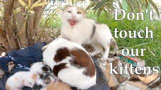 Angry mommy cats dont let me touch their kittensPart1