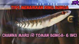 TIPS MENAIKKAN RING BUNGA IKAN TOMAN BUNGA.