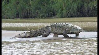 Gustave The Killer Crocodile of Burundi - Nature’s Reality