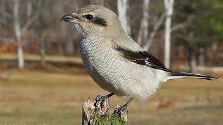 Northern Shrike in Maine