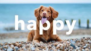  Upbeat Happy No Copyright Free Instrumental Background Music Mix by Limujii