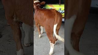 Pedet Sapi Simental Super Calon 1 TON #shorts #pedetsuper #cowvideos