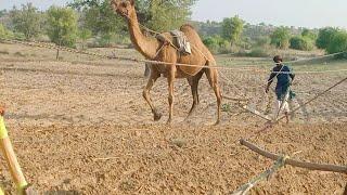 Everything You Need to Know About Live video show of talking to camels in Teherparkar