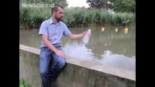 Drinking water extracted from duck poo pond