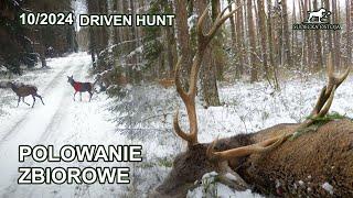 Mazurskie polowanie zbiorowe cz.2 - SUDECKA OSTOJA 102024 Driven Hunt in Poland jagd deer