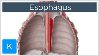 Esophagus Definition Function and Structure - Human Anatomy  Kenhub