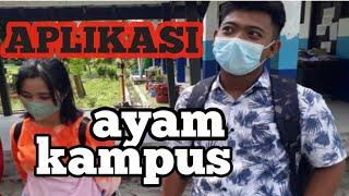 APLIKASI AYAM KAMPUS