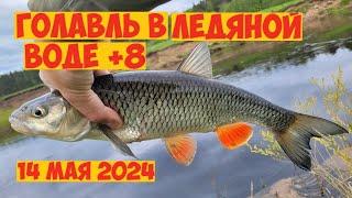 ГОЛАВЛЬ в ЛЕДЯНОЙ ВОДЕ ПРОВОДКИ МЕСТА ТАКТИКА Рыбалка на голавля в мае Весенний голавль 2024