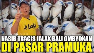 STATUS GAWAT  SEMURAH INIKAH HARGA BURUNG JALAK BALI HARI INI DIKIOS PASAR BURUNG PRAMUKA