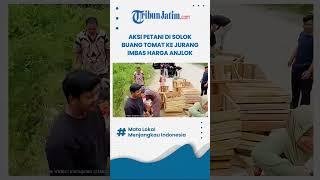 AKSI PETANI DI SOLOK BUANG TOMAT KE JURANG IMBAS HARGA ANJLOK