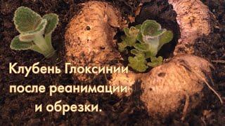 Клубень Глоксинии после реанимации и обрезки. Gloxinia tuber after resuscitation and pruning.