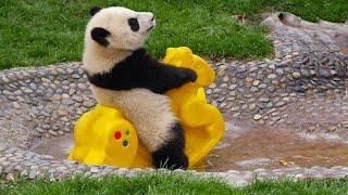 KOMİK PANDA VİDEOLARI  Eğlenceli hayvanlar  komik videolar . funny animals . cute animals