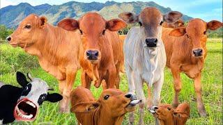 con bò CON BÒ - nhạc con bò - con bò ăn cỏ - bài hát con bò.