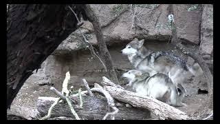 Wolf matiing  wild wolf mating season  animals breeding season  wolves breeding season wolf sex