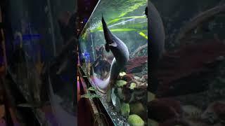 Homers Hungry BIG Fire Eel  #fish #aquarium #fishtank