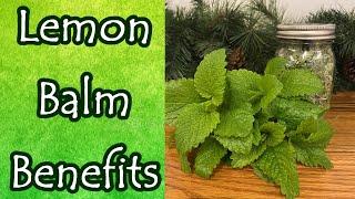 Lemon Balm Benefits and Uses Melissa Officinalis