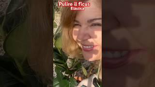 Pulire il ficus elástica #ilgiardinodipaula