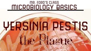 Yersinia pestis - The Plague  Microbiology Lectures