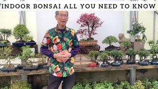 Indoor Bonsai  All You Need To Know