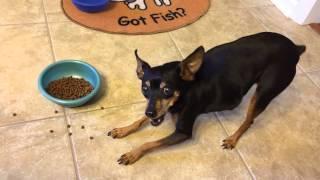 How a miniature pinscher eats