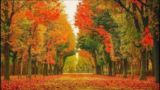 Beautiful Relaxing Music - Soothing Autumn Melodies Mindful and Peaceful Piano Instrumental Music