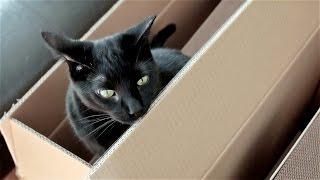 Cats Love Boxes - Funny Cats Compilation