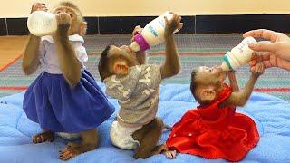 Amazing Three Adorable Babe Sit In Properly Delighted Milk Three BB Pay Attention Enjoy Their Milk