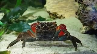 How to care of red claw crabs Perisesarma bidens part 2