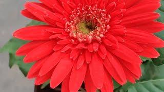 How To Grow & Care Gerbera - Here is the result #shorts #gardening #reels