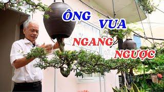 Gặp vua bonsai trường phái ngang ngược - ĐỘC LẠ BÌNH DƯƠNG