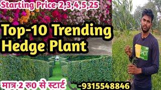 टॉप-10 हेज प्लांट गजरौला नर्सरी।Top-10 hedge plant gajraula nursery