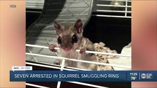 Florida agency Flying squirrels illegally shipped to Asia