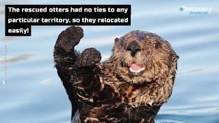 #MammalMonday Orphaned Sea Otters are Rescuing America