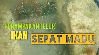 Akhirnya ikan Sepat Madu Bertelur.