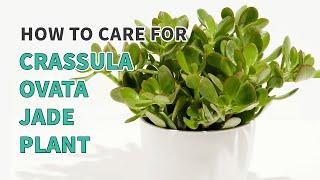 How to care for Jade Plant Crassula Ovata #succulents #jadeplant #jadeplantcare #crassula