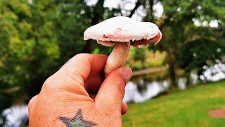 Foraging For Mushrooms. Alfresco Foragers Omlete. Jacques Pepin Style #foraging #SRP