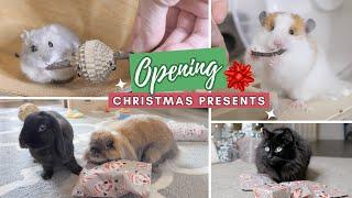 My Pets Open Christmas Presents 2023