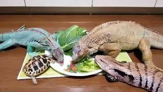 Lizard dinner party